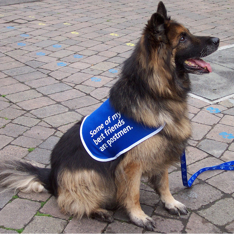 Battersea Cats and Dogs Home resident - Selectaglaze secondary glazing used in a novel location